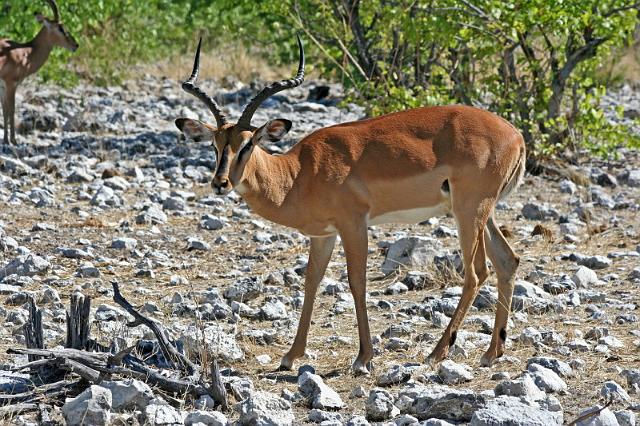 234 Etosha NP, impala.JPG